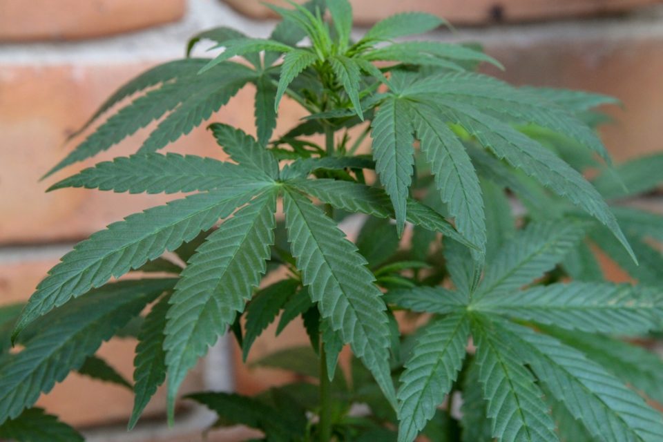Kannabis, huume