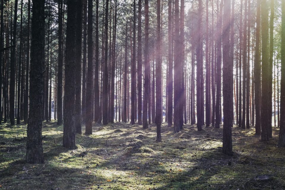 Metsä, aurinko, auringonsäteet