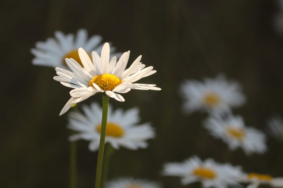 Päivänkakkaroita