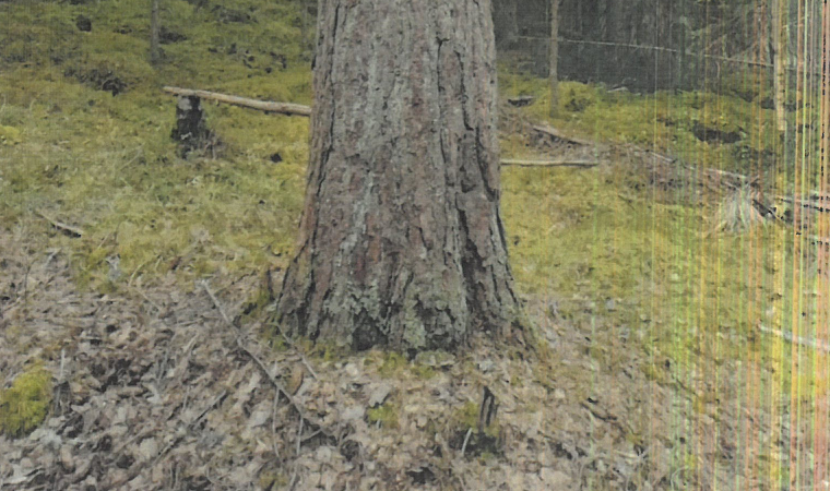 Männyn taimi
