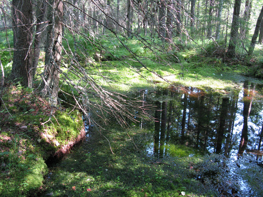 Lähde, allikkolähde