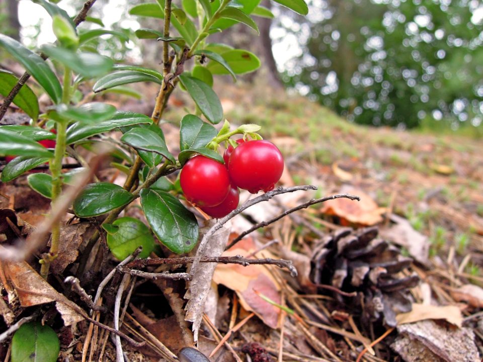 Puolukka