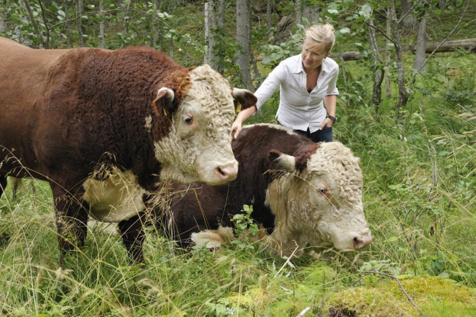 Hereford, metsälaidun